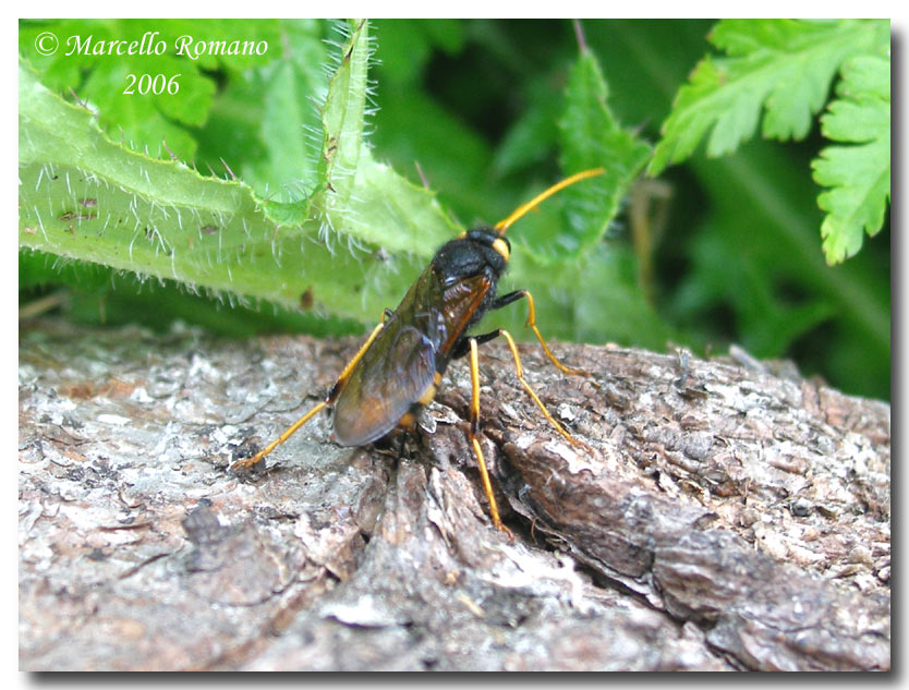 Insetti del Parco Adamello Brenta (TN): immagini e appunti